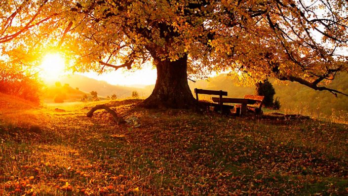 atardecer-arbol-y-bancos